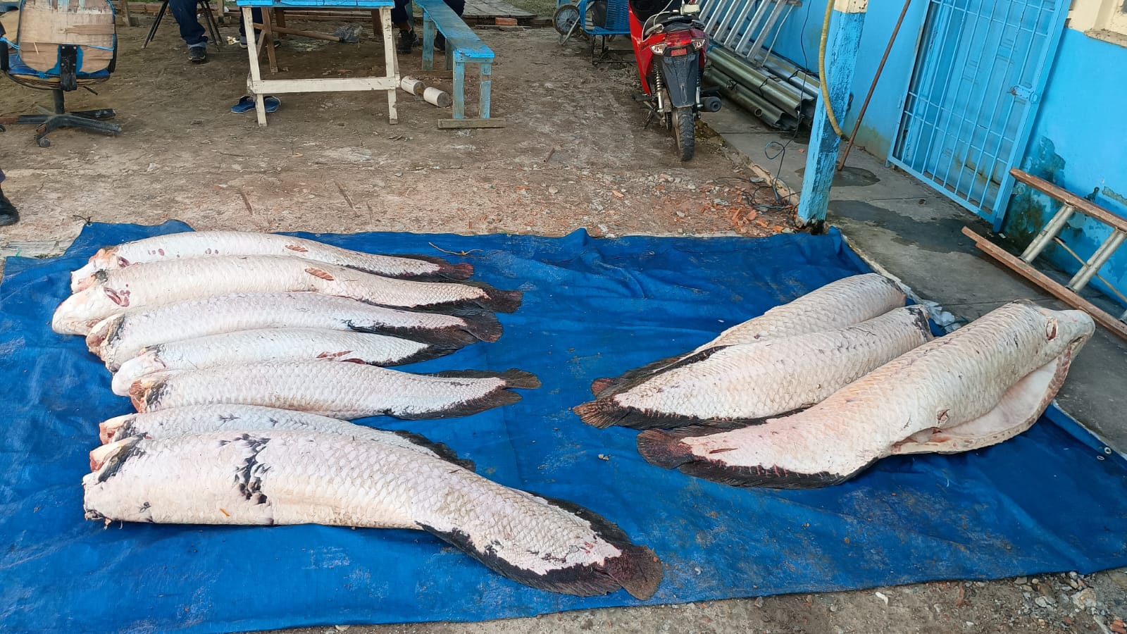 PC-AM e PMAM prendem homem por pesca ilegal de 365 quilos de pirarucu, em Amaturá