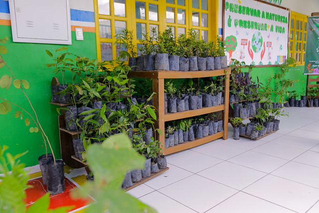 Prefeitura de Manaus distribui mais de 15 mil mudas no Dia Mundial do Meio Ambiente