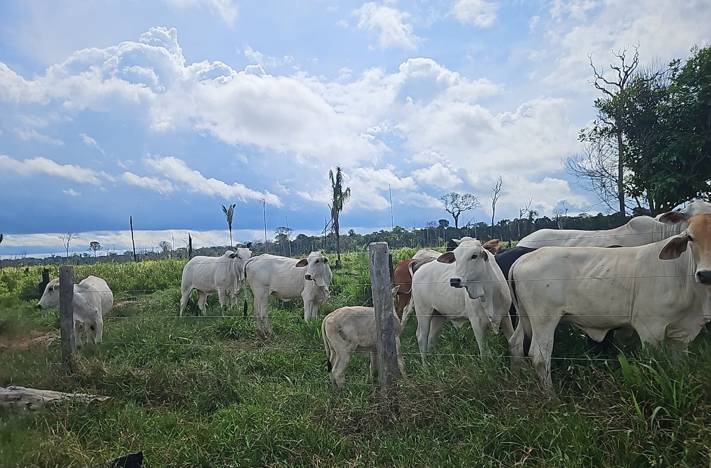 Ipaam aplica mais de R$ 930 mil em multas por criação ilegal de gado na Floresta de Tapauá