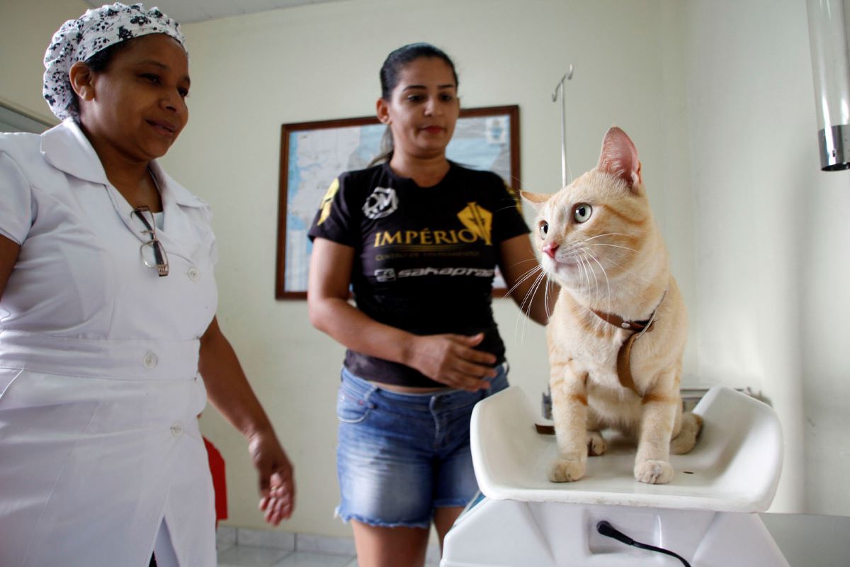 Prefeitura libera novas vagas para castração de pets em Manaus; confira as datas