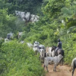 Operação em terra indígena no Pará termina com vaqueiro do Ibama assassinado