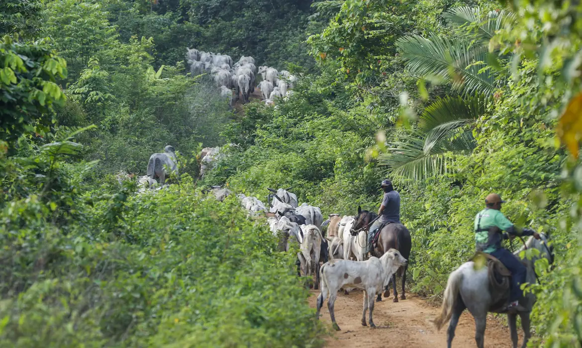 Operação em terra indígena no Pará termina com vaqueiro do Ibama assassinado