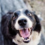 shallow focus photography of adult black and white border collie