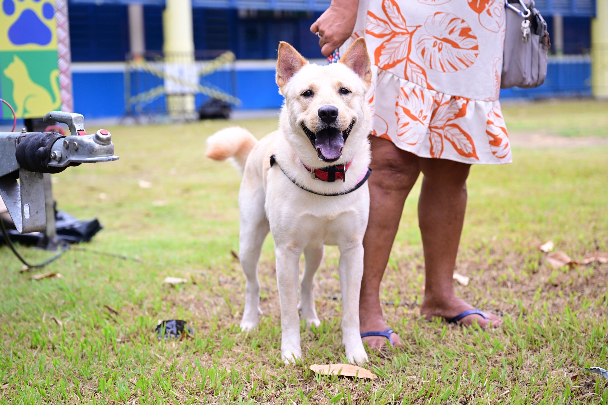 Sepet realiza agendamento para castração de cães e gatos no Nova Cidade, em Manaus